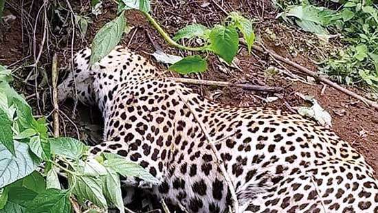 Toothless laws and inept action hamper leopard conservation