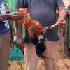 SLTB driver, conductor arrested for transporting dead Junglefowl