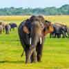 Concerns raised over GPS technology in efforts to relocate elephants