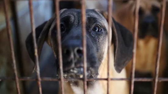 South Korea passes law banning dog meat trade - Breaking News | Daily ...