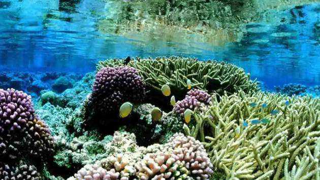 The Nilaveli Coral Conservation Centre