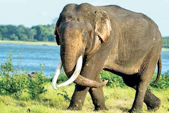 36 elephants killed by electrocution