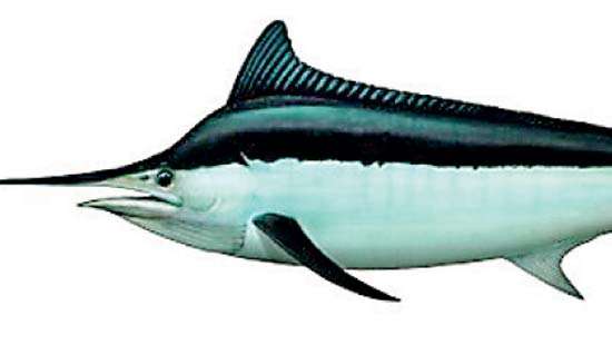 Fish fin kills fisherman in freak accident