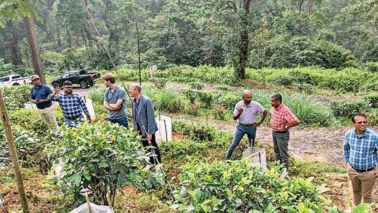 Halgolla Estate pioneers climate-smart agroforestry in Netherlands-backed pilot