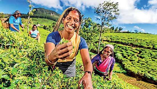 Tea Board optimistic about  increased crop yield this year