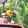 CMC continues removal of high-risk trees in Colombo