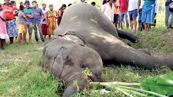 Wild elephant shot dead in Hingurakgoda