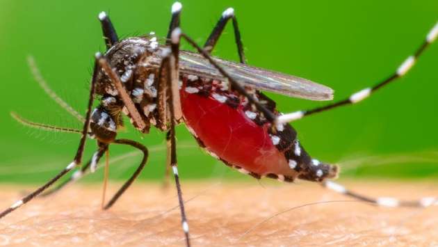 Health authorities slammed for turning blind eye to Chikungunya surge
