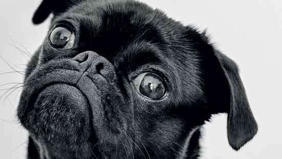 Pet Relocation...