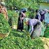 Tea smallholders express grave concerns over unprecedented wage hike
