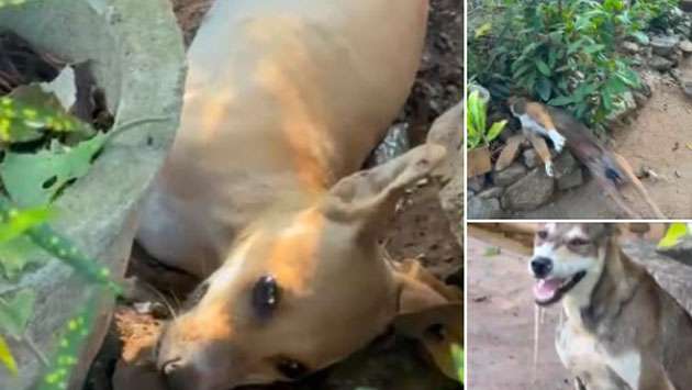 Probe launched after poisoning of 10 dogs in Kalawewa