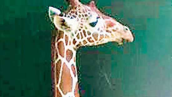 Giraffe was killed, not deceased: Zoo union alleges