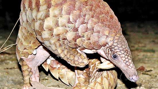 Unwinding the secrets of the elusive Indian Pangolin - Lecture by Dr Priyan Perera