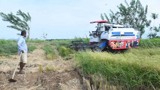 Reaping the paddy harvest...