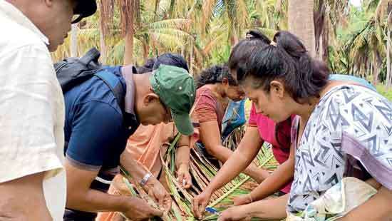 More than 100 acres affected Unidentified pest threatens Puttalam coconut cultivators