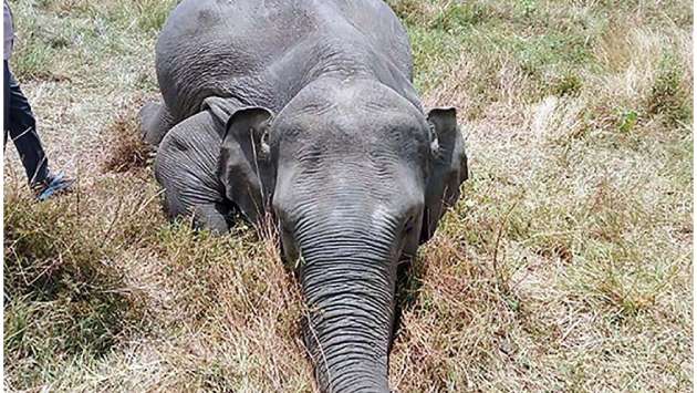 Four wild elephants killed in A’pura alone
