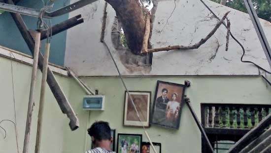 400-year-old worshipped tree falls on house, injures girl