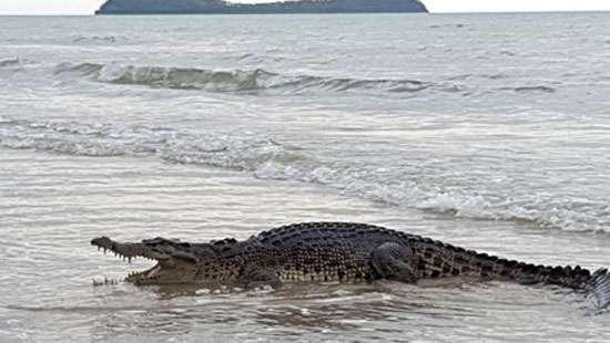 Diver killed in crocodile attack in Dehiwala beach