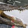 Man with crocodile skull in luggage arrested at Delhi airport