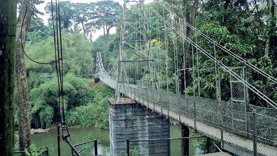 Damaged suspension  bridges  should be treated as  heritage