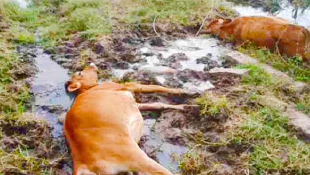 WHO issues guidance on handling dead animals after floods