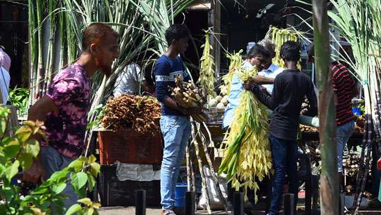 Preparation for Thai Pongal…