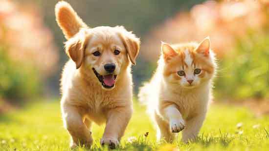 World Animal Day Policy Proposal for the Management and Welfare of Dogs and Cats
