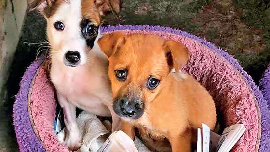 Animal  Welfare Bill...