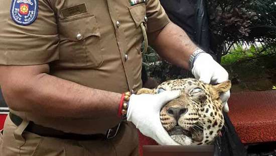 Another leopard tragedy