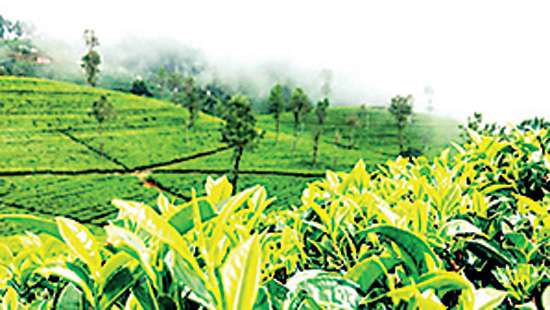 April tea production down 15% YoY