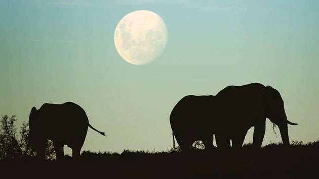 Moonlight uncovers elephants during census