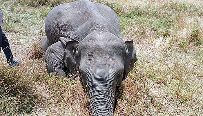 Four wild elephants killed  in A’pura alone