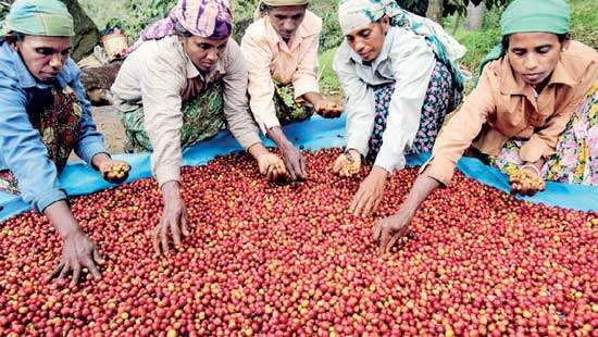 Sri Lanka’s RPCs set sights on 10% coffee cultivation expansion