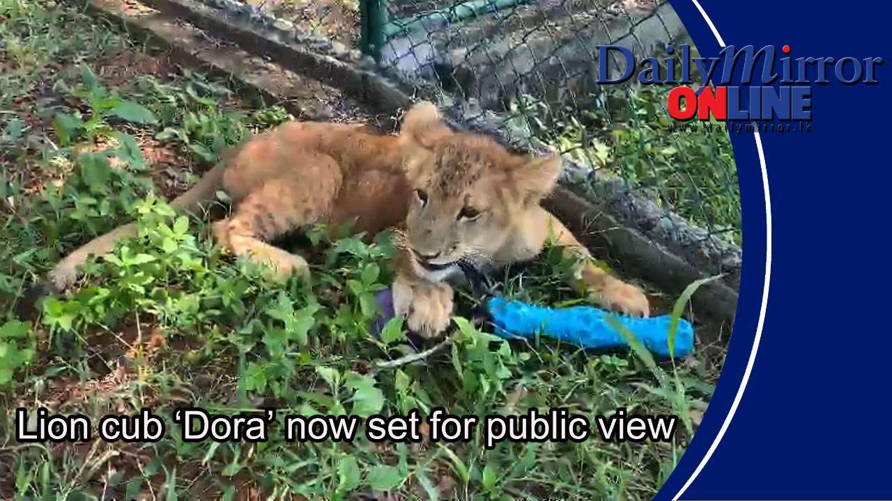 Lion cub ‘Dora’ now set for public view