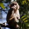 Activists warn of dangers as Hong Kong zoo probes monkey deaths