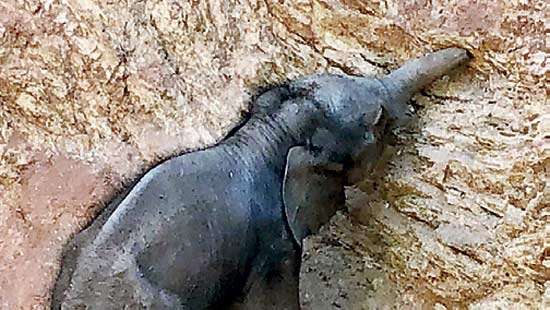 Baby elephant rescued after falling into well in Thanthirimale