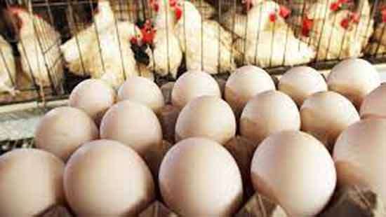 SL only country without Bird Flu, use it to export more poultry products, says Minster