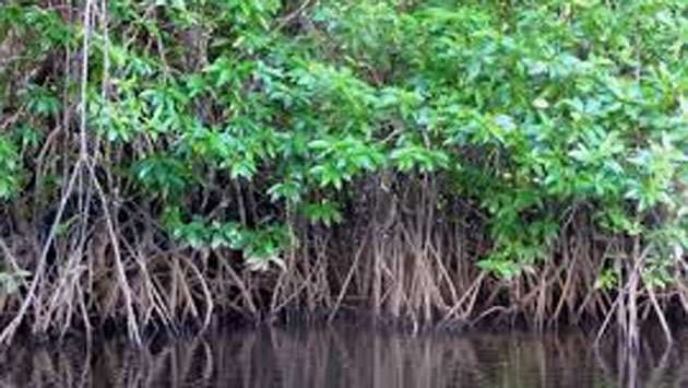 eight-mangrove-ecosystems-in-puttalam-to-be-declared-protected-reserves