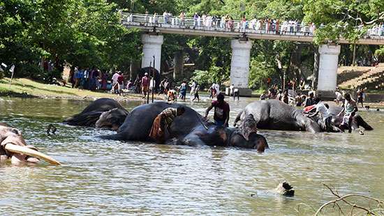 Elephants enjoy natural river bathing