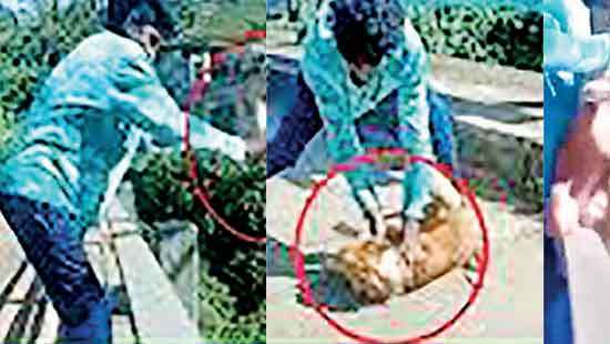 Dog beaten with a club, smashed on the ground, and thrown into a canal