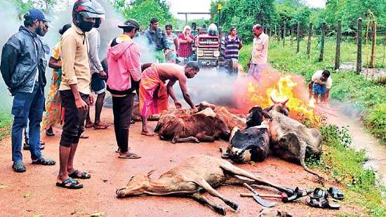 Hundreds of cattle dead, people suspect cold weather