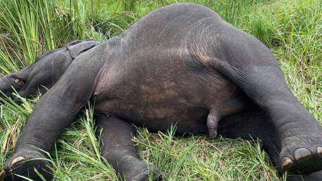 Wild elephant electrocuted by illegal fence in Potuvil