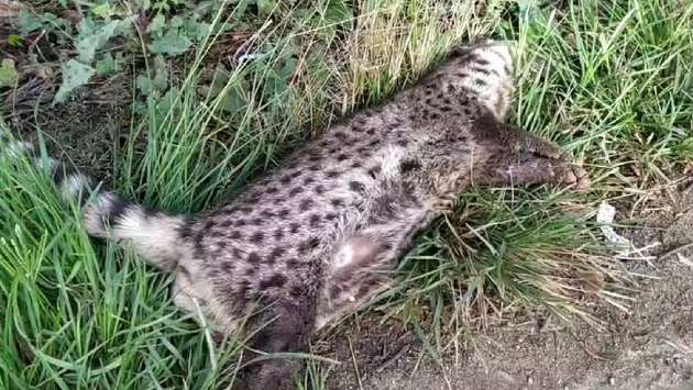 Carcass of ring-tailed civet found in Siripura