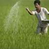 Farmers to get Rs. 25,000 fertiliser subsidy: Govt.