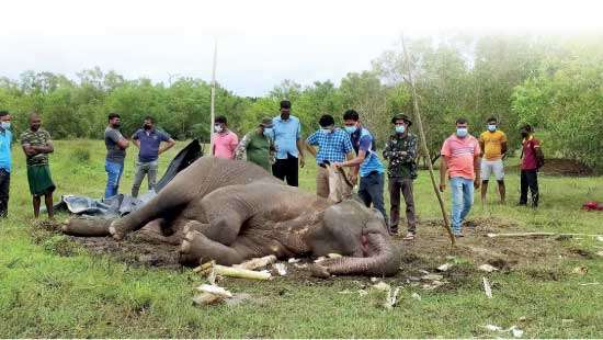 Wild elephant falls prey to poachers