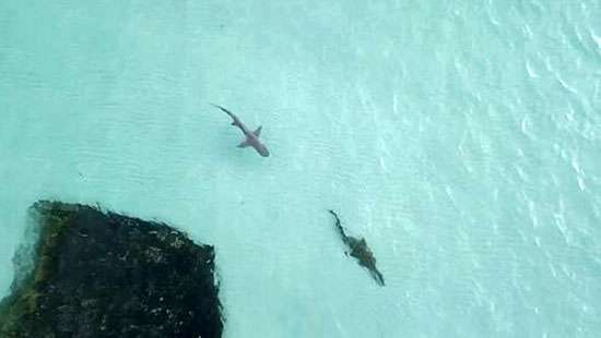 Crocodile and a shark face off in Australia’s Top End