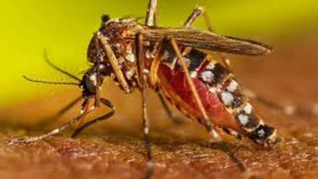 Red notices issued for over 500 premises in mosquito control raid