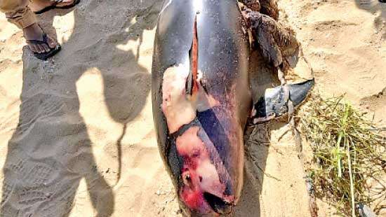 Dolphins lashed ashore