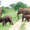 Elephant corridor restoration programme launched