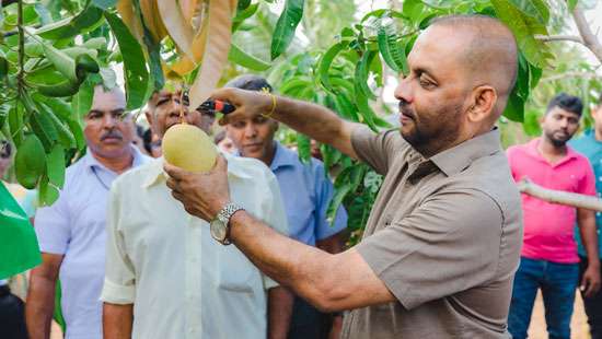 Jaffna sour banana, TEJC mango projects successful